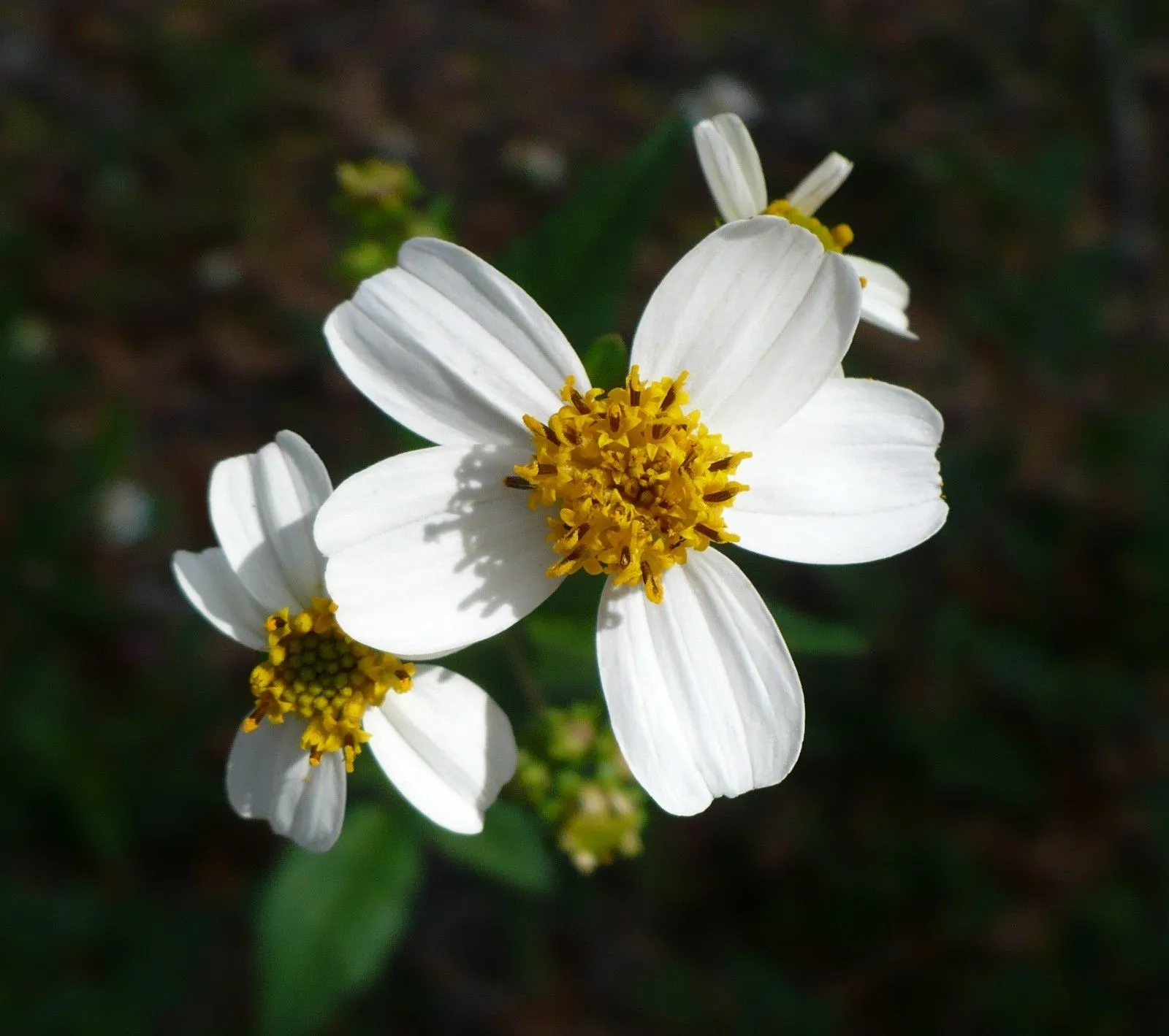Spanish Needles Bidens pilosa 100 Seeds  USA Company