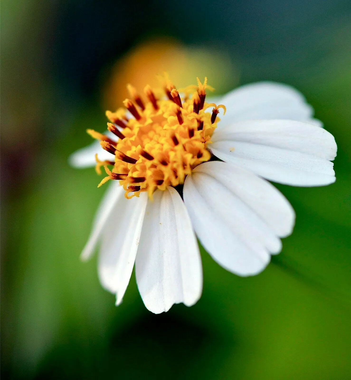 Spanish Needles Bidens pilosa 100 Seeds  USA Company